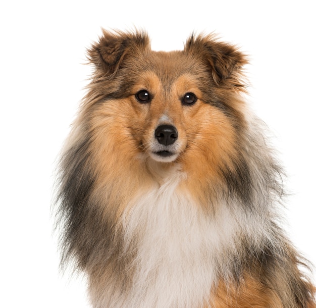 Close-up of a Shetland Sheepdog in front of a white wall