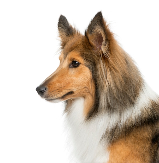 Close-up of a Shetland Sheepdog in front of a white wall