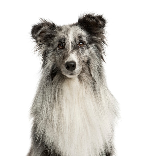 Close-up of a Shetland Sheepdog in front of a white wall