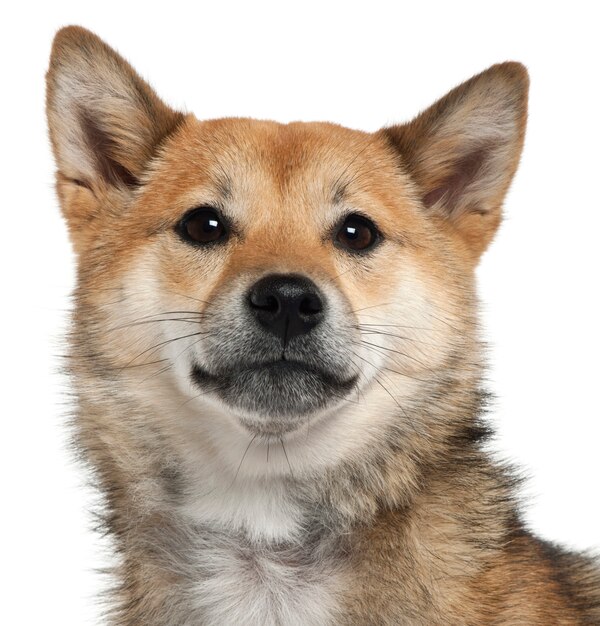 Close-up of Shiba Inu, 1 year old