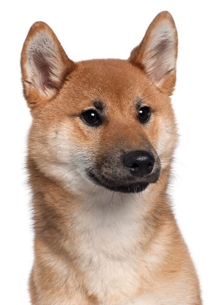 Close-up of Shiba Inu, 7 months old,