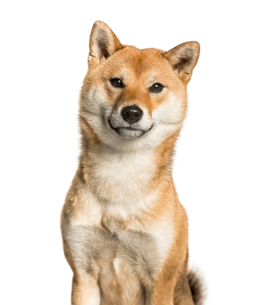 Close-up of Shiba Inu, in front of white