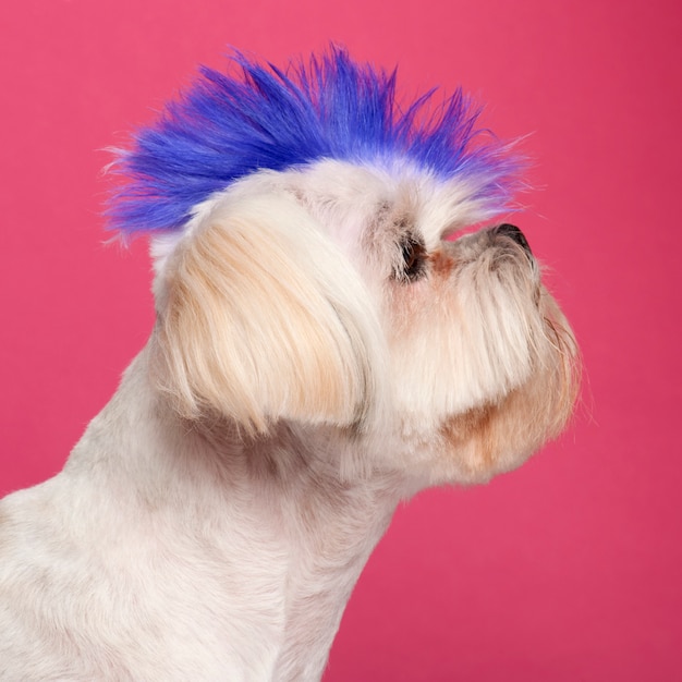 Close-up of Shih Tzu with blue mohawk, 2 years old