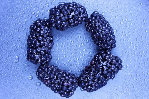 Close up of shiny freshly picked blackberries Blackberry on a dark background with water drops