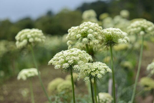 Close Up Shoot Of Mountain Flower In The Garden At Sunny Day