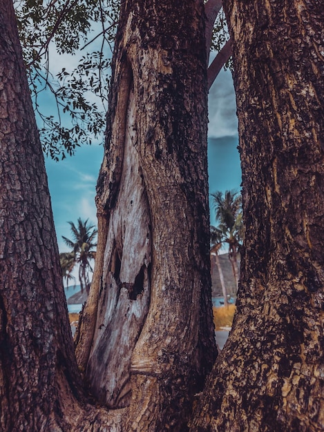 Close up shot of the bark from the tree trunk against the background of sea landscape and palms Stories vertical format