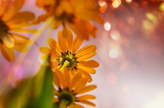 Close-up shot of the beautiful flowers. Suitable for floral background.