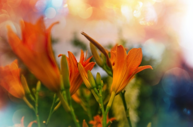 Close-up shot of the beautiful flowers. Suitable for floral background.