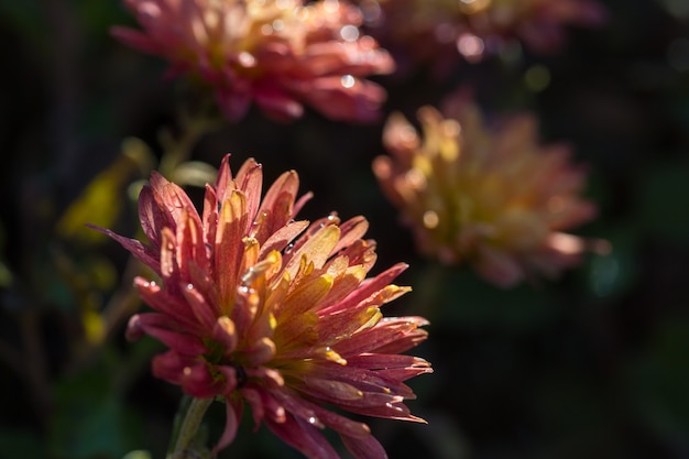 Close-up shot of the beautiful flowers. Suitable for floral background.