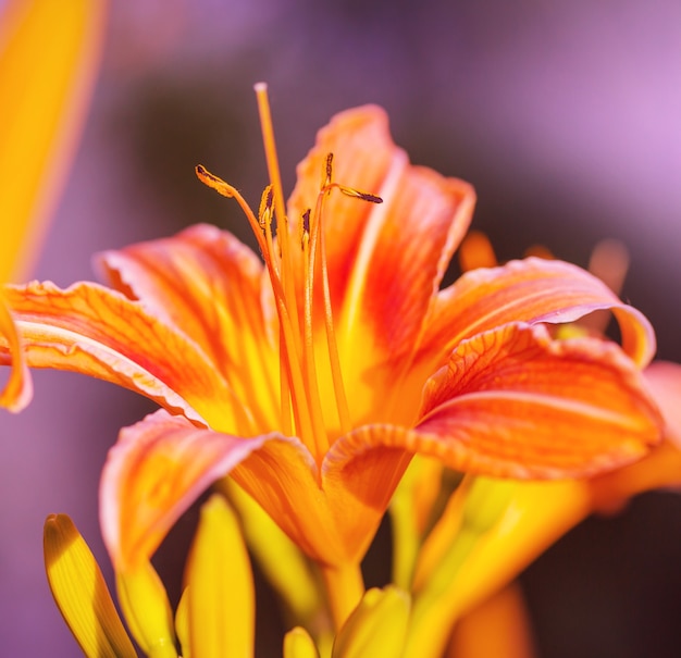 Close-up shot of the beautiful flowers. Suitable for floral background.