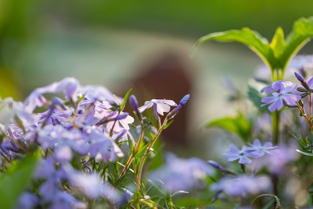 Close-up shot of the beautiful flowers. Suitable for floral background.