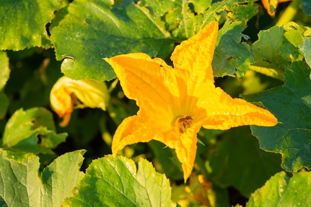 朝のカボチャの花でミツバチのショットを閉じる