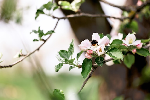 春の花の蜂のクローズアップショットは、果樹園の蜂の白い花から花粉を収集します