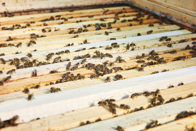 Close up shot of beehives in apiary 