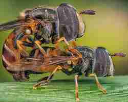 Photo close up shot of the big head pipunculidae fly