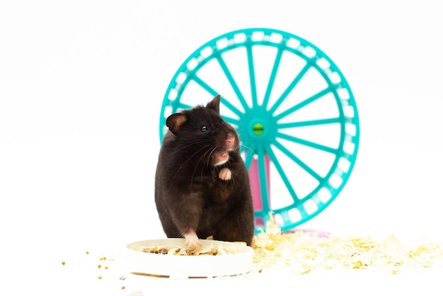 Photo close up shot of black hamster and wheel isolated on white funny hamster steal food