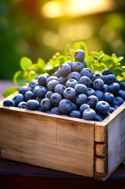 A close up shot of blue berries in wooden crate