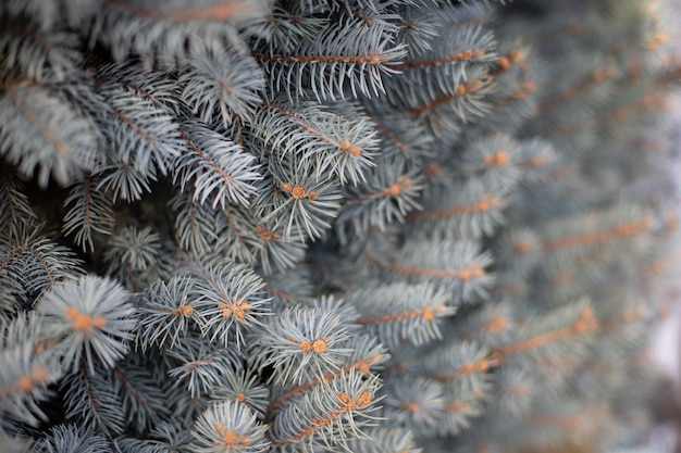 Close-up shot of blue spruce branches