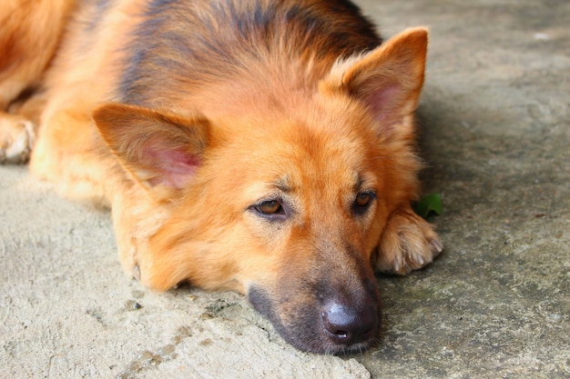 The close up shot of bored dog laying alone