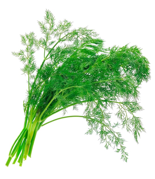 Close up shot of branch of fresh green dill herb leaves