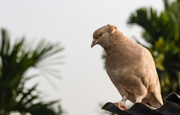 Close up shot of brown color domestic pigeon under the cloudy sky in the evening