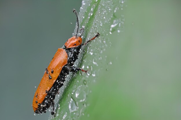 a close up shot of a butterflyclose up of a bug