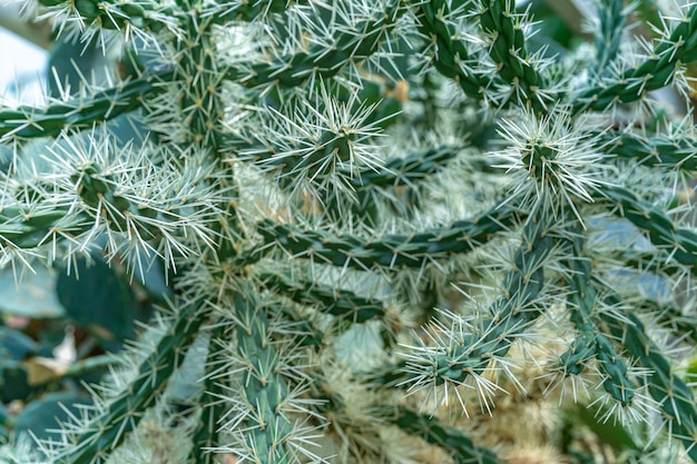 close up shot of a cactus