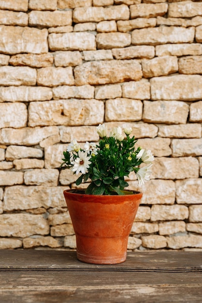 Close up shot of a ceramic pot with white flower plant in it standing outdoors