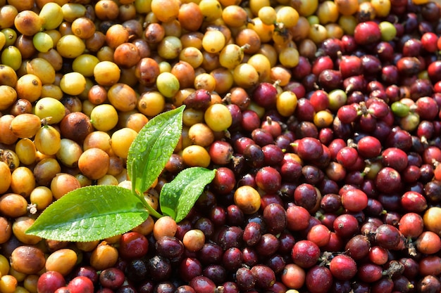 Close-up shot of coffee beans Arabica breed,