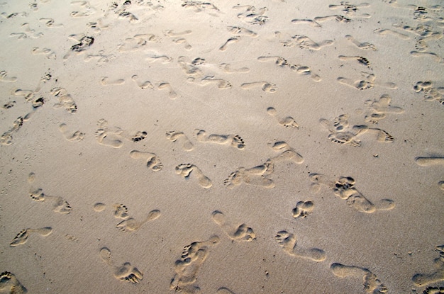 Close up shot of coral sand