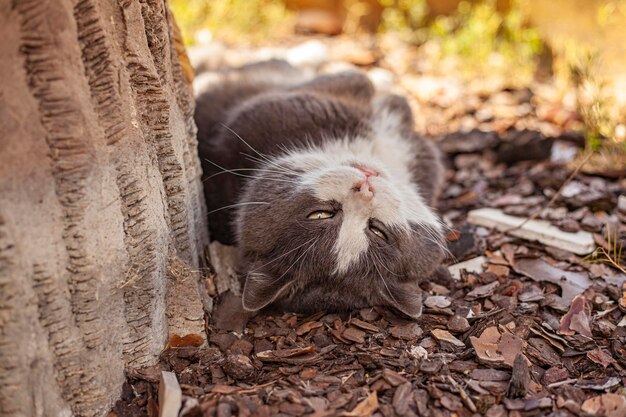 かわいい猫の腹のクローズアップショット