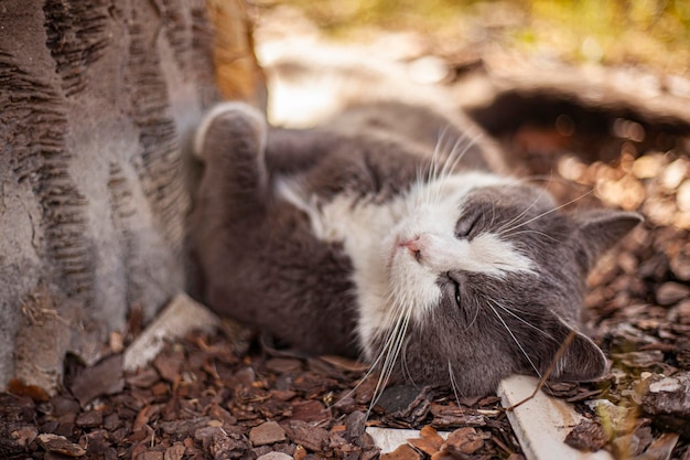 かわいい猫のクローズアップショットは屋外で眠る