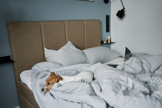 Close up shot of cute dog sleeping in bed