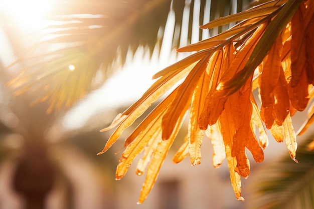 A close up shot of date palm leaves with sunlight filtering through