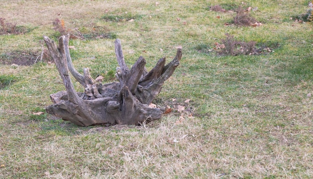 Close up shot of dead tree sculpture in the park