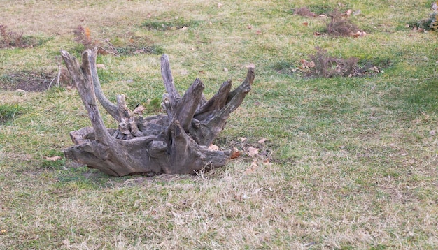 公園の枯れ木の彫刻のショットを閉じる