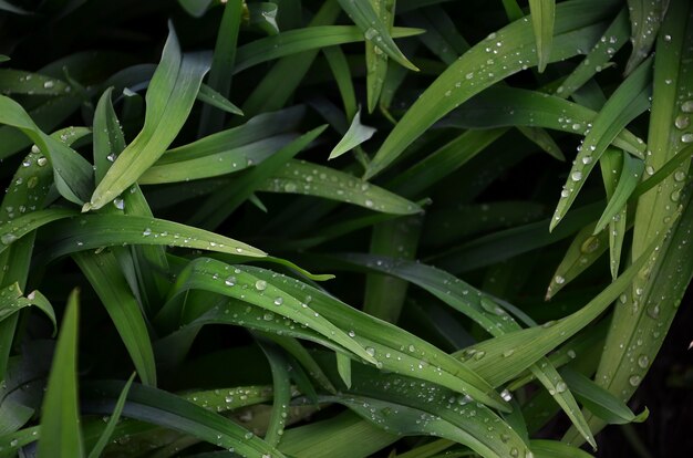 Close-up shot of dense grassy stems with dew drops. 