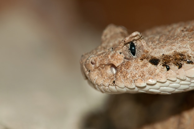 Close-up shot of Desert Snake's head