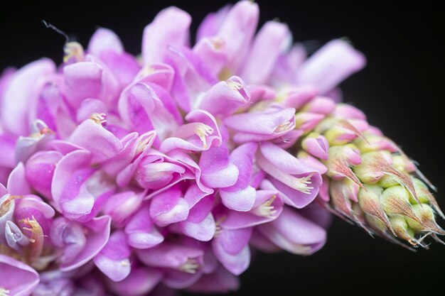 Close up shot of the desmodium heterocarpon weed flower