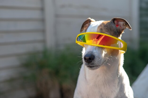 サングラスをかけた犬のクローズアップショット