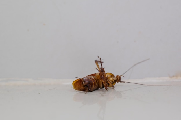 Close up shot of dying cockroach lying dead on the floor