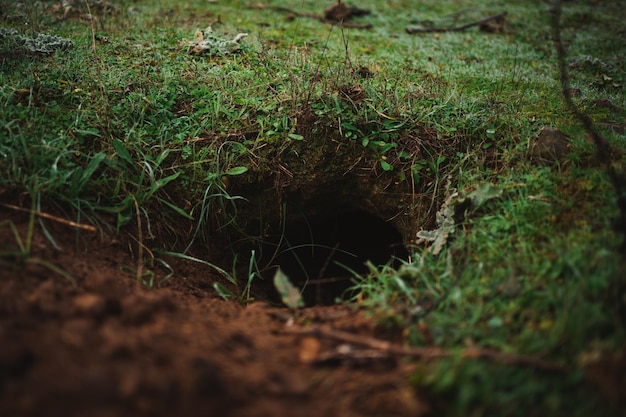 Foto immagine ravvicinata di un buco di volpe in campagna è circondato da erba