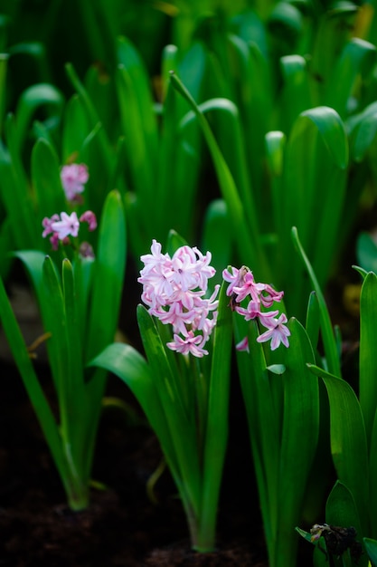 庭の新鮮なピンクのヒヤシンスの花のショットを閉じる