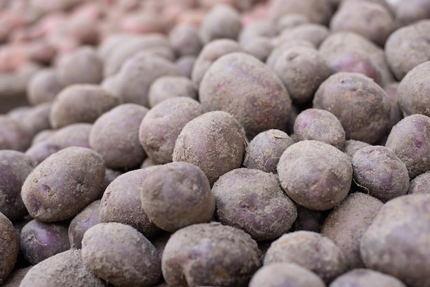 Close up shot of fresh young potatoes Natural background agricultural concept