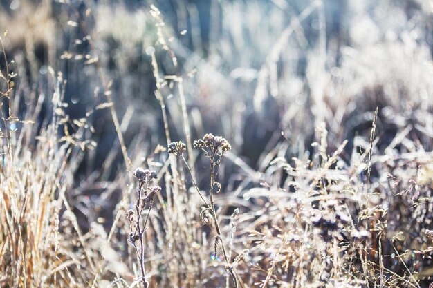 Close-up shot of the frozen grass in the winter morning in mountains.