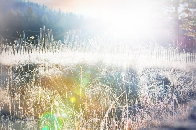 Close-up shot of the frozen grass in the winter morning in mountains.