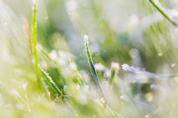 Close-up shot of the frozen grass in the winter morning in mountains.