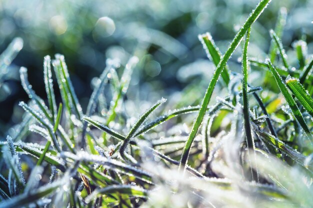 Colpo del primo piano dell'erba congelata nella mattina d'inverno in montagna.