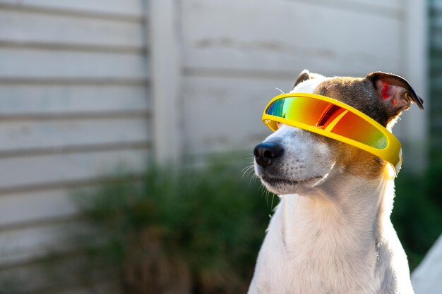 面白い犬のクローズ アップ ショット