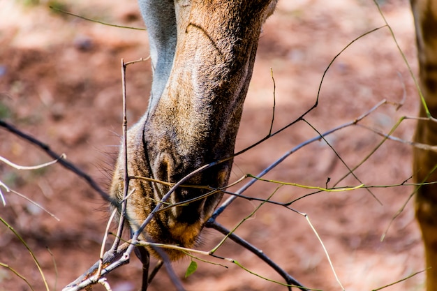 Close-up shot of a giraffe with its mouth open eating leaves on a branch.